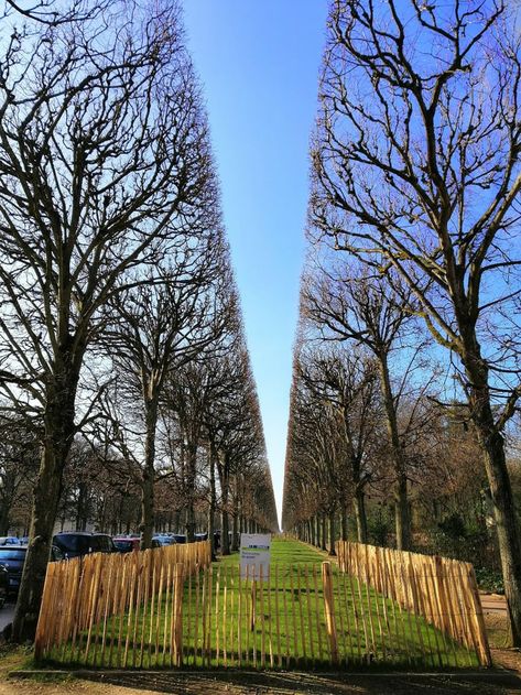 When trees are perfectly aligned. Oddly Satisfying Photos, Oddly Satisfying Pictures, Perfect Things Pictures, Perfect Pictures Satisfying, Perfect Things Satisfying, Satisfying Images, Satisfying Photos, Satisfying Stuff, Satisfying Pictures