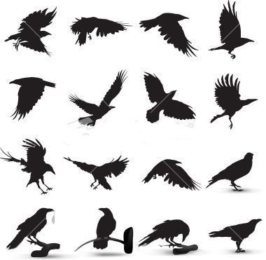 Raven Silhouette, Tattoo Silhouette, Rabe Tattoo, Crow Silhouette, Design Quotes Art, Crow Tattoo Design, Vogel Silhouette, Bird Outline, Raven Bird