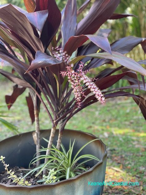 Tropical Beauty: Hawaiian Ti Plant Care, Growth and Propagating – Keane & Coastal Ti Plant Care, Hawaiian Ti Plant, Ti Plant, Tropical Beauty, Leafy Plants, Hawaiian Culture, Pink Highlights, Liquid Fertilizer, Peat Moss