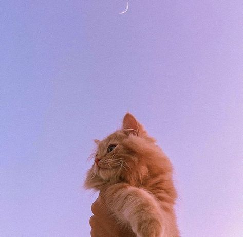 Arte Glitter, Cute Cat Wallpaper, Cat Aesthetic, Cute Animal Photos, Cat Wallpaper, Cute Cats And Dogs, Orange Cat, Animal Wallpaper