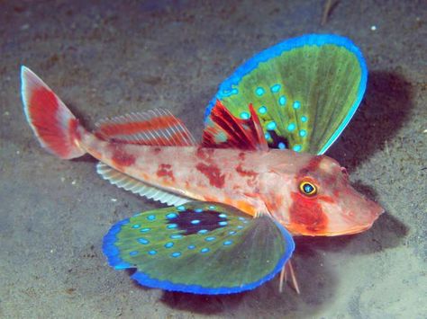 Red Gurnard -  100 different species of Sea Robins found  at depths of 660 feet and have a special set of wings  to fly thru the water and six spiny feet to walk across the ocean floor. Creature Marine, Fauna Marina, Butterfly Fish, Life Under The Sea, Beneath The Sea, Underwater Creatures, Underwater Life, Blue Fish, Ocean Creatures