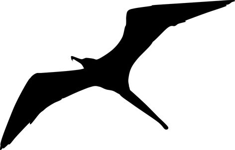 Frigate Bird Tattoo, Frigate Bird, Ring Tattoo, Bird Tattoos, Bird Clipart, Free Clipart Images, Ring Tattoos, Bird Tattoo, Leg Tattoo