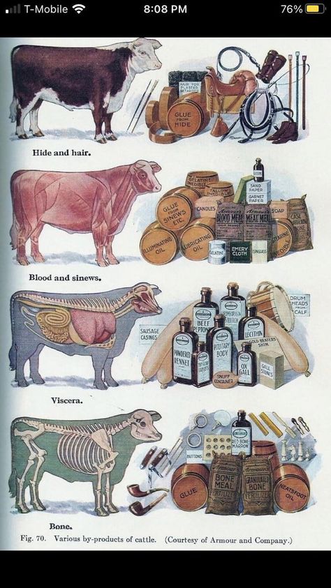 This diagram showing all the products a cow provides. Teacher Goals, Paper Candle, Animal Facts, Doctor Strange, Survival Skills, Alien Logo, New Memes, Farm Animals, Daily Dose