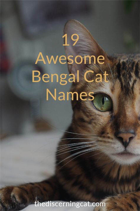 Bengal Cat Names: Looking for a name for your Bengal cat? Here is how to think about choosing a name for your Bengal Cat plus 19 great options PLUS even more Bengal cat name inspiration Bengal Kitten Aesthetic, Female Cat Names Unique, Bengal Cat Aesthetic, Badass Cat Names, Kitten Names Unique, Cat Names Unique, Kitten Names Girl, Bengal Cat Names, White Bengal Cat