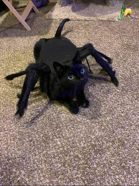 Cat Costume Ideas, Diy Halloween Cat, Cute Cat Pics, Halloween Cat Costume, Pet Outfits, Cat Outfits, Black Cat Costumes, Party Cat, Costumes For Halloween