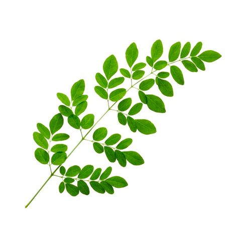 Malunggay Drawing, Malunggay Leaf, Moringa Leaves, Leaf Clipart, Leaf Drawing, Leaf Tattoos, Premium Photo, Chemistry, Plant Leaves