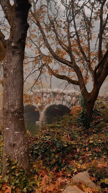 Nahala Oaks on Instagram: "Foggy mornings in Golden Gate Park #autumn #leaves🍁 #fall #sanfrancisco #magic #fairycore #cottagecore" Cottage Core Autumn Aesthetic, Autumn Garden Aesthetic, Autumn Forest Photography, Fall Woods Aesthetic, Autumn Cottagecore Aesthetic, Fall Cottagecore Aesthetic, Fall Morning Aesthetic, Fall Aesthic, Autumn Cottage Core