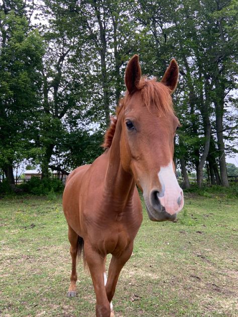 Chestnut Pony, Kwpn Horse, Chestnut Horses, Basic Coat, Nerd Girl Problems, Horse Story, Equestrian Aesthetic, Bay Horse, Chestnut Horse