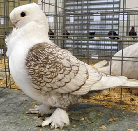 Pigeon Fancier? Old Frills are the Best! The Flying Dolls of Fancy Pigeons » Reach Unlimited Satinette Pigeon, Fantail Pigeon, Pigeon Loft Design, Cute Pigeon, Pigeon Pictures, Pigeon Bird, Pigeon Breeds, Pigeon Pose, Bird Quotes