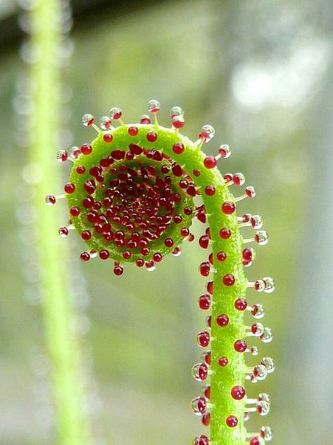 Drosophyllum lusitanicum Fuchsia Hybrida, Carnivore Plants, Alien Plants, Eastern Redbud, Weird Plants, Plant Fungus, Unusual Plants, Unusual Flowers, Seed Company