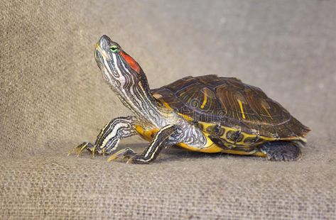 Pond slider red-eared turtle. Closeup of pond slider red-eared turtle.2 royalty free stock image Red Ear Turtle, Red Eared Slider Turtle, Slider Turtle, Red Eared Slider, Turtle Pond, Turtle Art, Reptiles And Amphibians, Iphone App, Amphibians