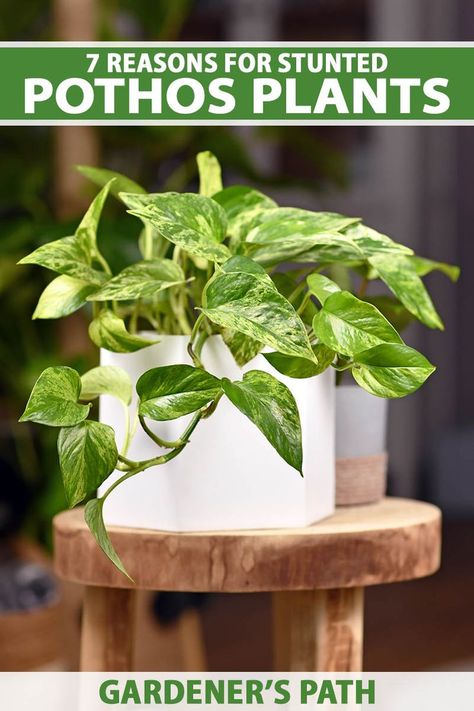 A close up vertical image of a pothos houseplant growing in a white pot set on a wooden surface. To the top and bottom of the frame is green and white printed text. Pothos Plants, Marble Queen Pothos, Smart Garden, Pothos Plant, New Roots, Easy Plants, Indoor Gardening, Room With Plants, Snake Plant