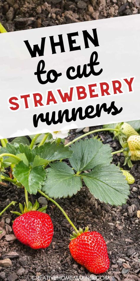 Unlock the secrets of when to cut strawberry runners for maximum fruit production. Follow our advice to maintain a thriving strawberry garden all season long! Strawberry Runners Tips, Strawberry Garden Ideas Raised Beds, Raspberry Garden Ideas Trellis, Strawberry Plant Runners, Strawberry Fertilizer, Gardening Strawberries, Strawberry Gardening, Strawberry Growing, Garden Strawberries