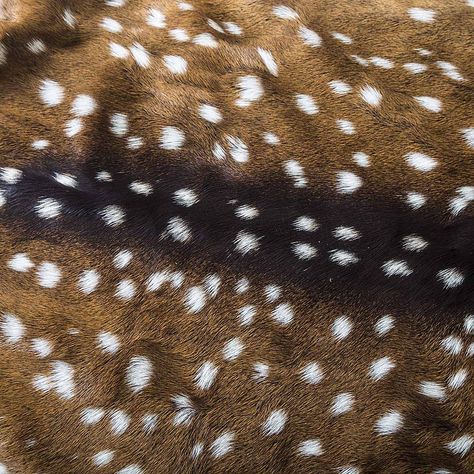 Axis Deer, Faux Fur Trim Coat, New Groove, Food Clothes, Deer Print, Square Photos, Leather Hide, Business Photos, Deer Skin