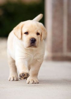 Lebra Dog Puppy, Labra Dog, Cute Labrador Puppies, Cute Lab Puppies, 10 Amazing Facts, Yellow Lab Puppy, Labrador Noir, Yellow Lab Puppies, Labrador Retriever Puppy