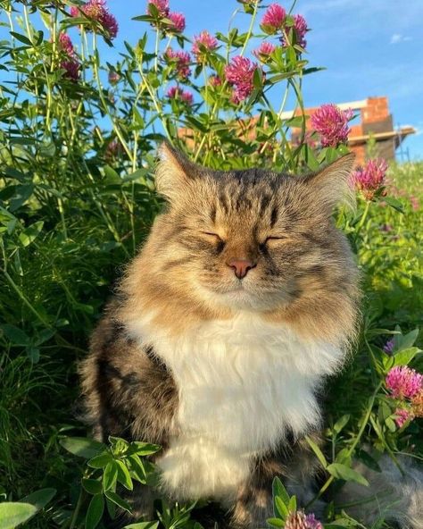 Cats In Spring, Cat Underwater, Cats In Garden, Cat In Nature, Cat In Garden, Cat In Flowers, Summer Animals, Sleeping Cats, Cat Calendar