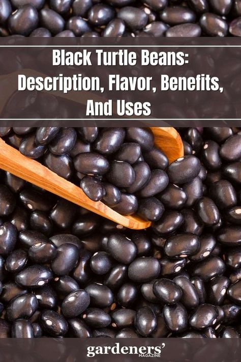 Black Turtle Beans: Description, Flavor, Benefits, And Uses Turtle Beans Recipe, Black Turtle Beans Recipes, Black Beans Benefits, Beans Benefits, Black Turtle Beans, English Dishes, Black Bean Recipes, Bean Salad Recipes, Hearty Stews