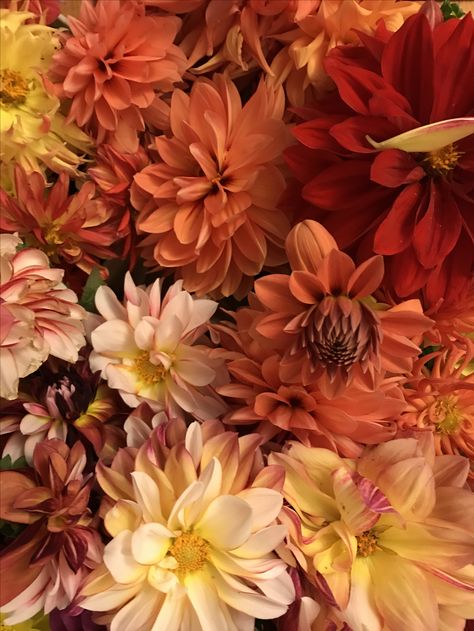 Autumn color dahlias Autumn Garden Party Wedding, Dahlia Color Palette, Autumn Flowers Aesthetic, September Flowers In Season, Soft Autumn Aesthetic, Fall Flowers Aesthetic, Dahlia Aesthetic, Fall Dahlias, Moodboard Orange