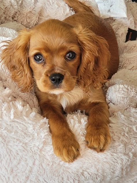 Cavalier King Charles Spaniel Brown, Caviler King Charles Spaniel, Ruby King Charles Cavalier, Ruby Cavalier King Charles Spaniel Puppy, Ruby Cavalier King Charles Spaniel, Ruby Cavalier, Silver Lab Puppies, Cavalier King Charles Spaniel Puppy, Cavalier King Spaniel