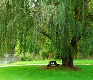 Planning some landscaping? Which are the best trees to plant for shade? Willow Tree Family, Willow Trees, Weeping Willow Tree, Under A Tree, Beautiful Trees, Weeping Willow, Shade Trees, John Muir, Green Tree