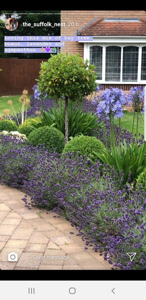 Agapanthus Garden, Hanging Plant Ideas, Easy Garden Ideas Landscaping, Balcony Garden Ideas, Hydrangea Landscaping, Front Garden Landscape, Plant Home, Small Patio Garden, Front Garden Design