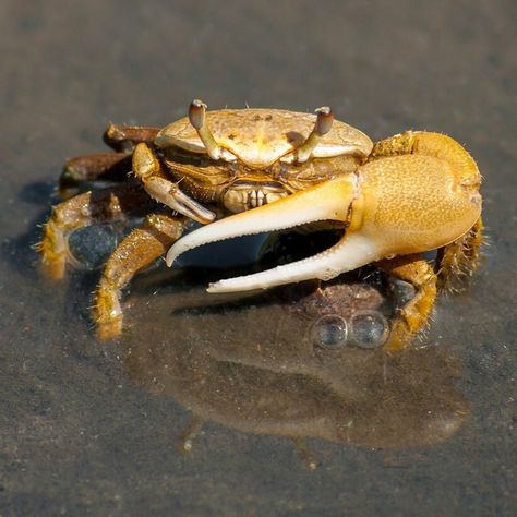 Fiddler Crab, Coconut Crab, Seaside Oregon, Crab Art, Crab Shells, Crab And Lobster, Life Aquatic, Mural Ideas, Hermit Crab