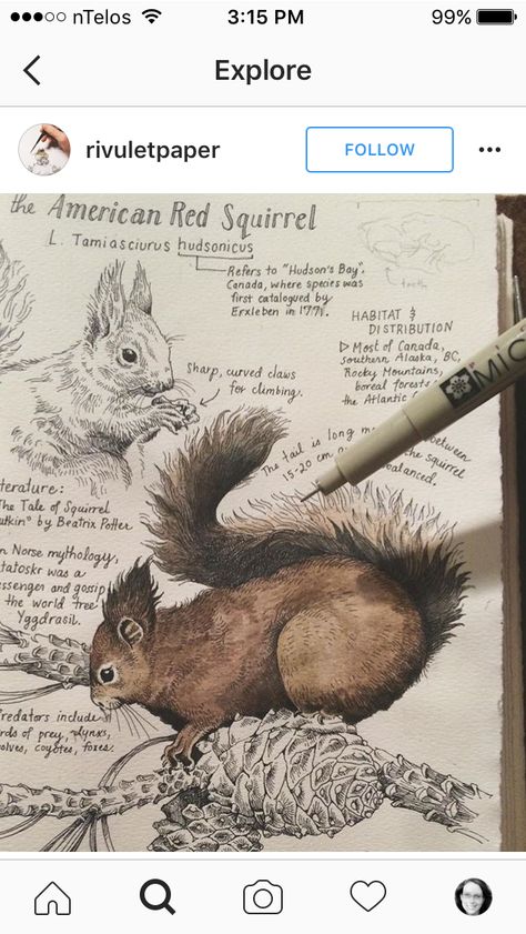 American Red Squirrel, Nature Sketch, Animal Study, A Squirrel, Red Squirrel, 수채화 그림, Scientific Illustration, Arte Sketchbook, Art Et Illustration