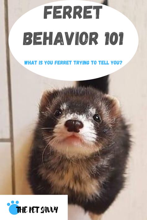 In this owner's guide, you will find out everything there is to know about ferret behavior. What does a puffy tail mean? How about jumping around, whimpering and barking? These funny creatures have more than one trick up their sleeve to get your attention! #ferretbehavior #jumpingferret #barkingferret #ferrethonking Ferret Care Guide, Ferret Essentials, Diy Ferret Stuff, Ferret Tips, Ferret Playpen, Ferret Cage Ideas, 3 Ferrets, Ferret Ideas, Ferret Diy