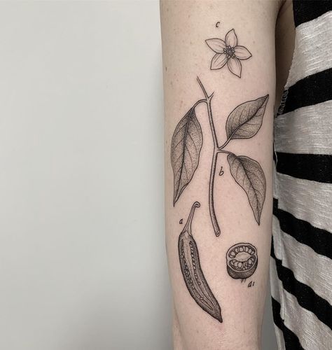 Botany Tattoo Vintage, Scientific Flower Tattoo, Plant Science Tattoo, Textbook Tattoo, Flowers Mushrooms Tattoo, Woodcut Plant Tattoo, Biology Tattoo, Scientific Tattoo, Ancient Tattoo