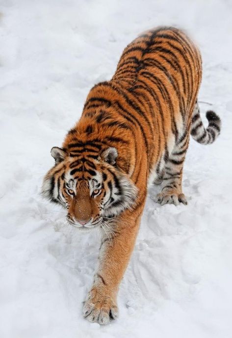 Tiger Reference Photography, Tiger Walking Down, Tiger Poses Reference, Tiger Climbing Down, Dynamic Tiger Poses, Tiger Pose Reference, Tiger Poses, Tiger Reference, Tiger Bedding