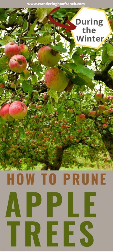 Winter Homesteading, Planting Apple Trees, Apple Tree Care, Pruning Apple Trees, Backyard Homesteading, Backyard Orchard, Homestead Skills, Apple Tree From Seed, Pruning Fruit Trees