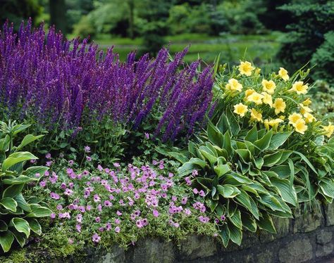 salvia + daylilies Yellow Daylilies, Terraced Yard, Purple Salvia, Planting Schemes, Daylily Garden, Purple Sage, Yellow Border, Border Ideas, Herbaceous Border