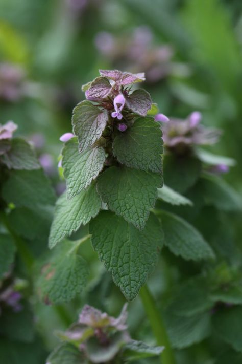 Purple Dead Nettle Uses, Benefits, and Recipes Nettle Tea Benefits, Nettle Benefits, Purple Dead Nettle, Nettle Tincture, Nettle Recipes, Wild Foraging, Stinging Nettle, Magic Herbs, Herbal Recipes