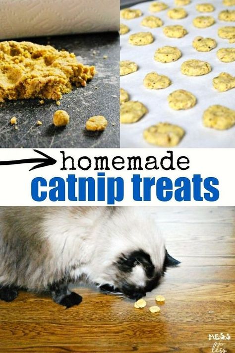 Homemade Cat Treats Easy, Bengal Cat Drawing, Organic Cat Treats, Black Bengal Cat, Homemade Cat Treats Recipes, Diy Cat Treats, Cat Information, Bacon Treats, Bengal Cat Kitten