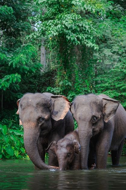 Elephants In Water, Wild Animal Photography, Cool Animal Photos, Wild Animals Photography Wildlife Nature, Thai Elephant Art, Animals Wild Amazing Photos, Wildlife Photography Wallpaper, Elephant In Jungle, Elephants Photography