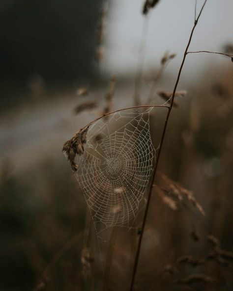 Double Double Toil And Trouble, Pastel Photography, Spiritual Photos, Breath Of Life, Autumn Witch, Dark Fairytale, Toil And Trouble, Natural Palette, Spider Art