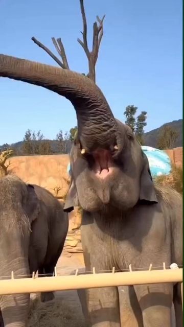 Elephant Lovers World on Instagram: "�“ I'm a helicopter!” 🐘 ⤵️ Follow @elephantloversworld for more♥️ …………………….. DM Credit 📷 @babyelephants9 ……………………. DM us for credit/removal. (All right's® are reserved & belongs to their respective owners) . . #babyelephant #elephant #cute #cuteanimals #animalsofinstagram #elephants #babyelephants #babyanimals #animals #animallove #wildlife #natgeo #nationalgeographic #wildlifelovers #baby #favourite #iloveanimals #cuteness #bekindtoelephants #elefante #elef Elephant Gif, Elephant World, Elephant Cute, Baby Elephants, Animals Amazing, Animal Antics, Cute Wild Animals, Cute Elephant, Cute Animal Pictures