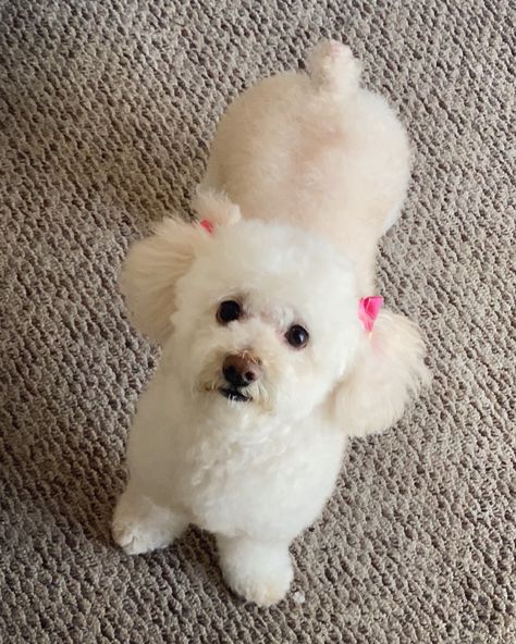 Corte French Poodle, White Mini Poodle, Poodle Puppy Cut, Puppy Haircut, Poddle, Poodle Toy, Poodle Cuts, French Poodle, Puppy Cut