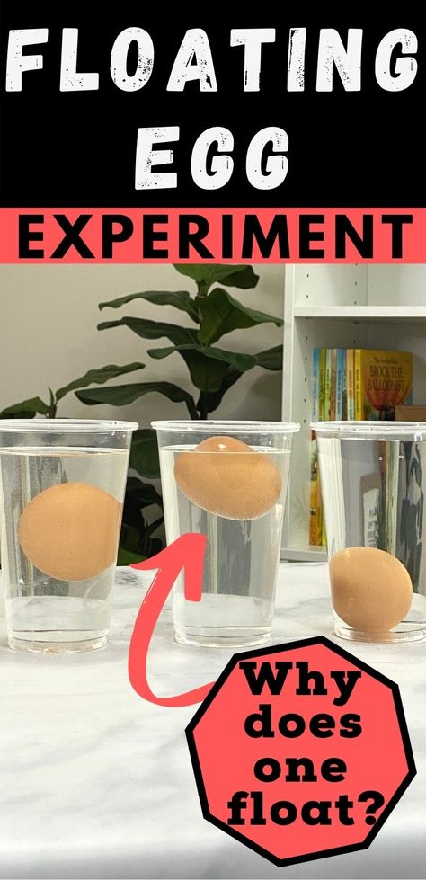 Why does one egg float in water and another egg sink in water!? How To Make An Egg Float Science Project, Sink Or Float Science Experiment, Egg Science Experiment For Kids, How Much Salt To Make An Egg Float, Density Activities, Egg Experiment, Density Experiment, Floating Eggs, Fun Experiments For Kids