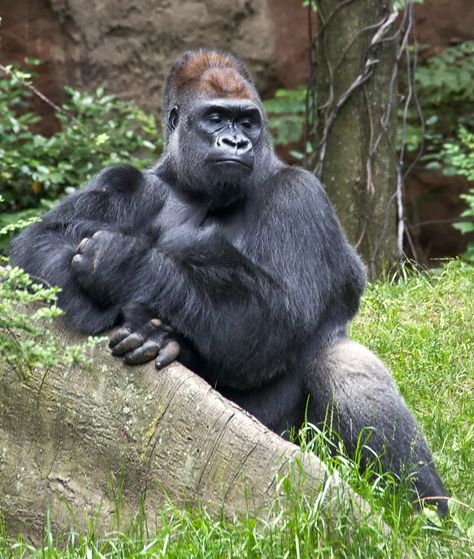 Cross River Gorilla, Eastern Gorilla, Gorillas In The Mist, Western Lowland Gorilla, Gorilla Gorilla, Bronx Zoo, Mountain Gorilla, Cross River, Great Ape