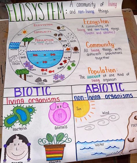 TheChartLady - Etsy Levels Of Organization Anchor Chart, Ecosystem Bulletin Board Ideas, 3rd Grade Science Anchor Charts, Middle School Science Anchor Charts, Ecosystem Anchor Chart, Science Charts For Classroom, Chart Project Ideas, Ecosystem Poster, Ecosystem Drawing