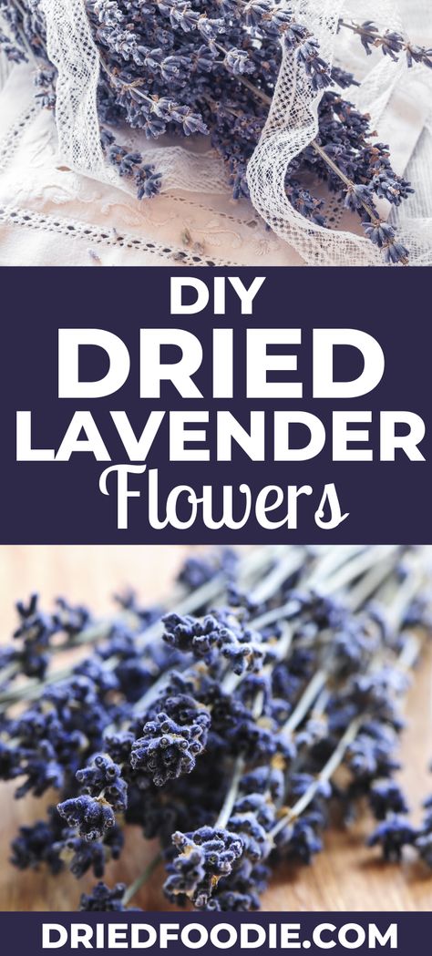 Dehydrating Flowers In Dehydrator, How To Dry Lavender Flowers, How To Dry Lavender, Lavender Leaves Uses, Lavender Oil Diy, Dehydrate Herbs, Lavender Oil Recipes, Lavender Plant Uses, Herb Planting