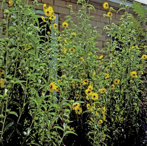 Maximilian Sunflower, Native Plant Gardening, Plant Guide, Sunflower Seeds, Native Plants, Austin Texas, Sunflower, Seeds, Daisy