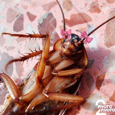 Roach Aesthetic, Pretty Cockroach, Cockroach Aesthetic, Cockroach Meme, Cockroach Funny, Cute Cockroach, Funny Cockroach, Hissing Cockroach, Melanie Martinez Photography