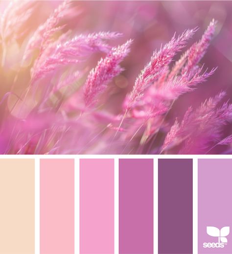 Design Seeds: Color Nature Purple Pink Color Palette, Inspiration Color Palettes, Seeds Color Palette, Color Thesaurus, Color Exploration, Seeds Color, Pink Color Palette, Drawing Desk, Purple Pink Color