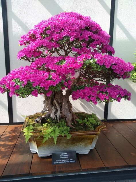 Garden Bonsai Tree, Bougainvillea Bonsai, Japanese Bonsai Tree, Bonsai Forest, Bonsai Tree Types, Bonsai Tree Care, Bonsai Soil, Bonsai Seeds, Bonsai Flower