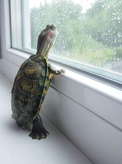 Animal Love, Amphibians, Love Animals, Rainy Days, Adorable Animals, The Window, Animal Kingdom, Reptiles, Tortoise