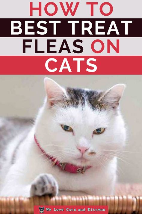 So, you weren't sure how to tell if your cat has fleas. But, you learnt the signs, you checked your cat and found multiple pieces of evidence of flea infestation. What should be your next step to battle fleas on cats? Give it a bath first or clean your home before that? Relax. It isn’t rocket science. You won’t need to burn a hole in your pocket too! Following the three-step process will keep your kitty free from fleas. Read article for more info! Natural Flea Repellant For Cats, How To Get Rid Of Fleas On Cats, Flea Bath For Cats, Fleas In Yard, Fleas On Kittens, Flea Medicine For Cats, Ticks On Cats, Fleas On Cats, Homemade Flea Spray