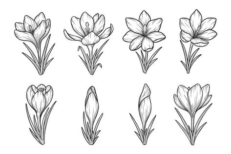 Saffron Crocus Tattoo, Crocus Flower Tattoo, Crocus Drawing, Crocus Tattoo, Line Art Sketches, Saffron Flowers, Wildflower Illustration, Flowers Line Art, Spring Crocus