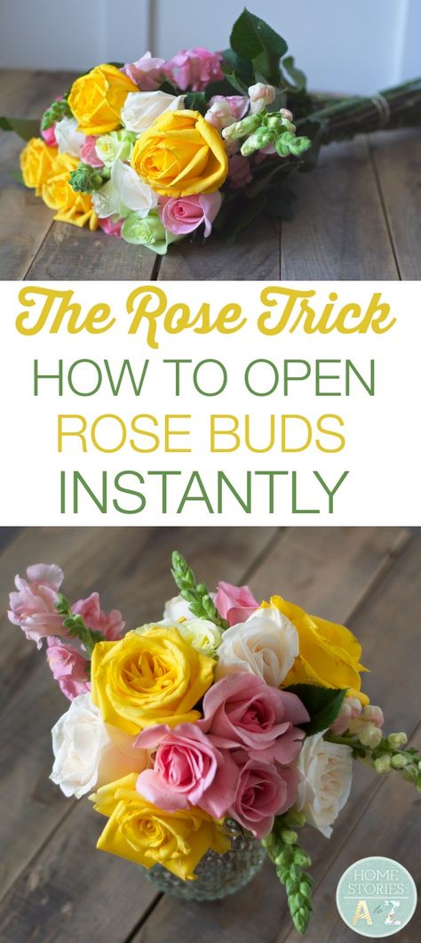 Great trick! How to open tight rose buds instantly. Plant Greenhouse, Grand Room, Open Rose, Room Challenge, Mind's Eye, A To Z, Rose Bouquet, The Rose, Garden And Yard